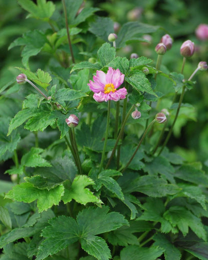 Perennial Farm Anemone x Hybrida Fantasy™ 'Pocahontas' – Live Windflower in #1 Container, Semi-Double Pink Blooms, Compact, Long Blooming, Deer Resistant, Ideal for Borders & Pollinator Gardens