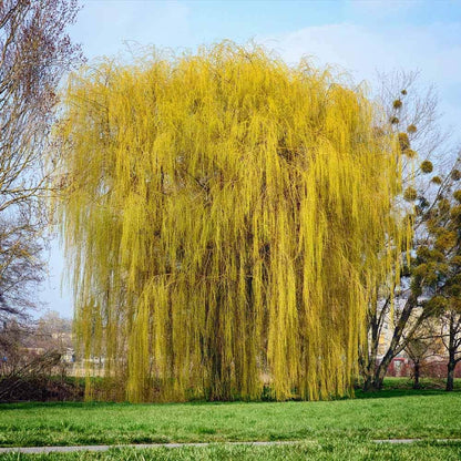 Weeping Willow - 1 Gallon Established Potted Plant - Salix babylonica, Fast Growing Tree, Shade Tree,