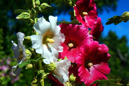 Seeds Hollyhock Seed Mix Malva 30+ Seeds for Planting Showy Perennial Flower Multicolor Mixture (Pack of 2)