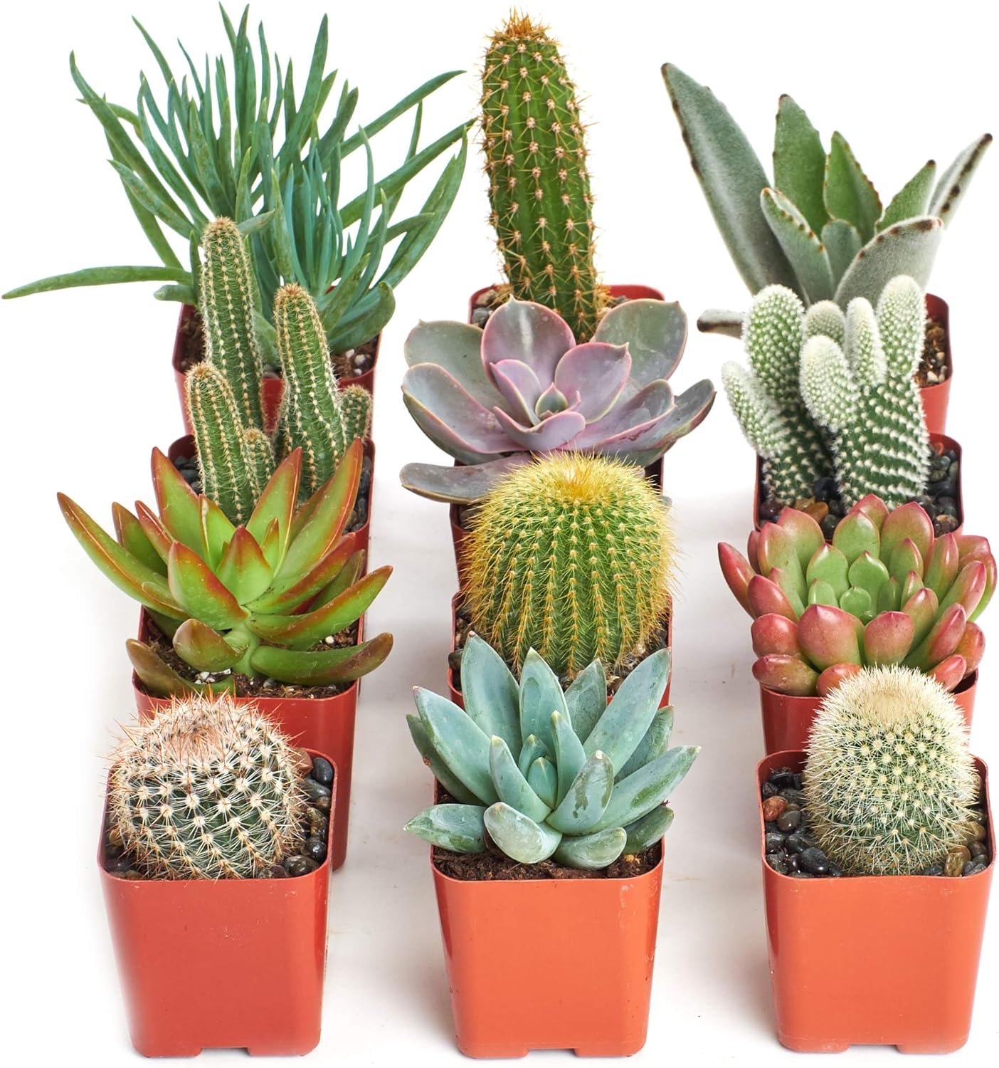 Shop Succulents Premium Live Mini Cactus and Succulent Plants in 2" Pots, Easy Care Indoor or Outdoor Gardening, Terrariums, Favors, & Contemporary Spaces with Hardy, Resilient Varieties, Pack of 12