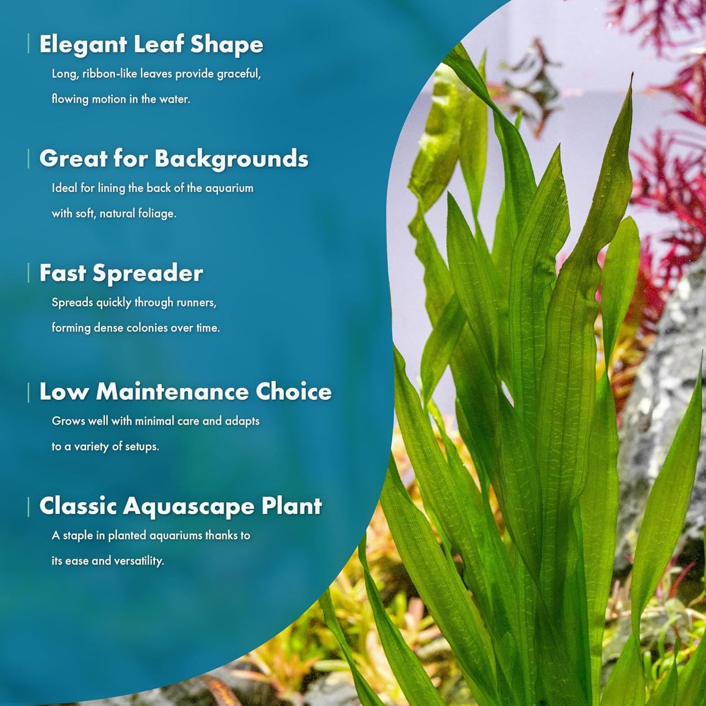 SubstrateSource Live Plant - Tall Grass, Vallisneria Americana - Moderate to High Light, Bright Green, Background, Freshwater Aquatic Plant for Aquascaping - Lead Bunch, 4 Pack