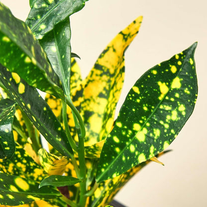 Croton 'Gold Dust' Live Plant for Indoor | Different Houseplants in 3'' Pot | Real House Plant for Living Room, Office, Desk & Bathroom | Codiadeum variegatum | Gold Dust