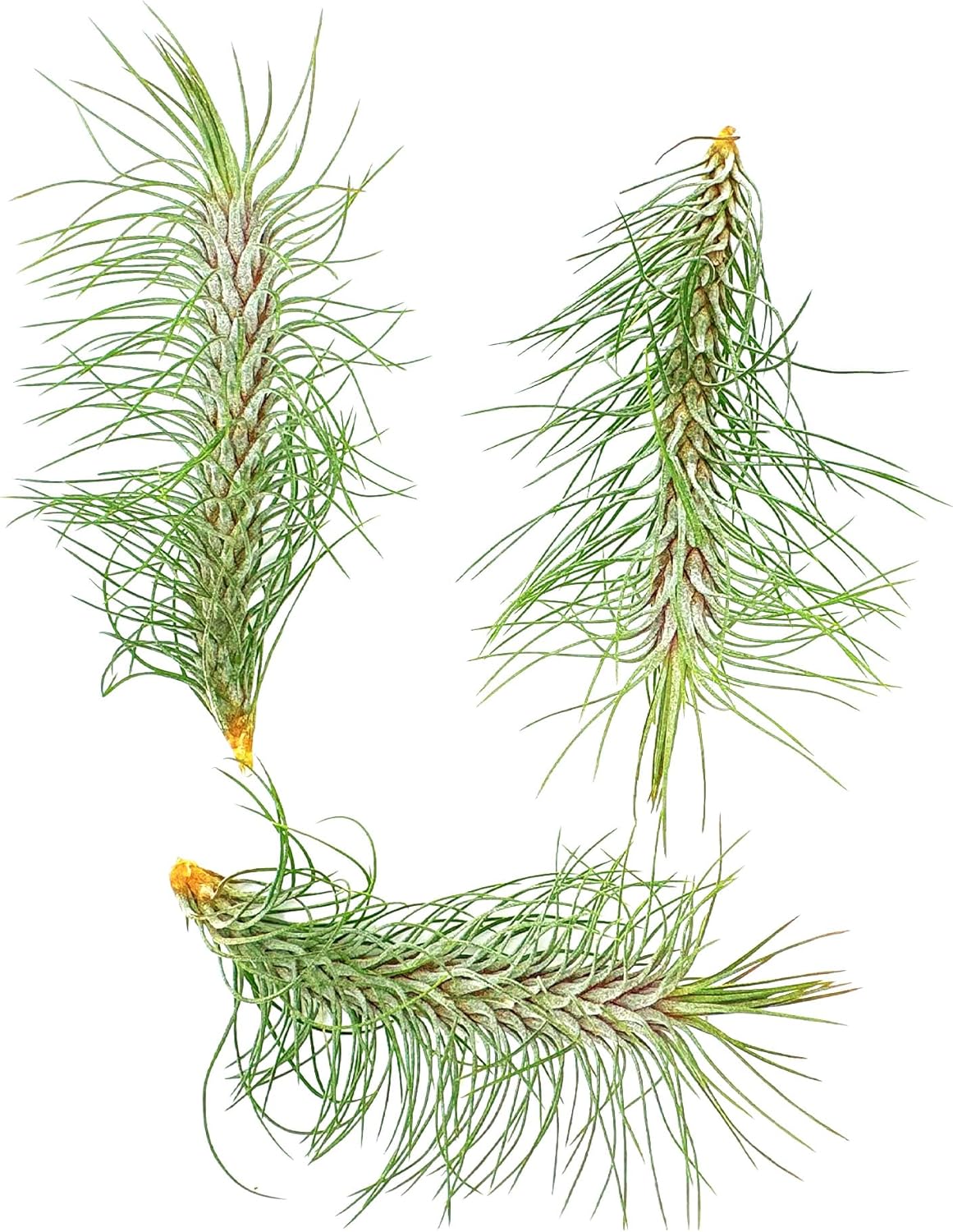 ragnaroc Air Plants - Colombian Tillandsia Funckiana, Large 5" - 3ct - Live Arrival Guaranteed - House Plants for Home Decor & Gift