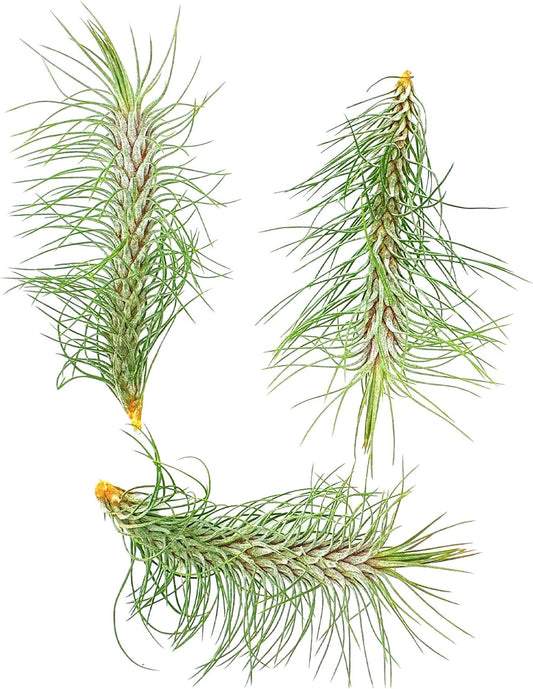 ragnaroc Air Plants - Colombian Tillandsia Funckiana, Large 5" - 3ct - Live Arrival Guaranteed - House Plants for Home Decor & Gift
