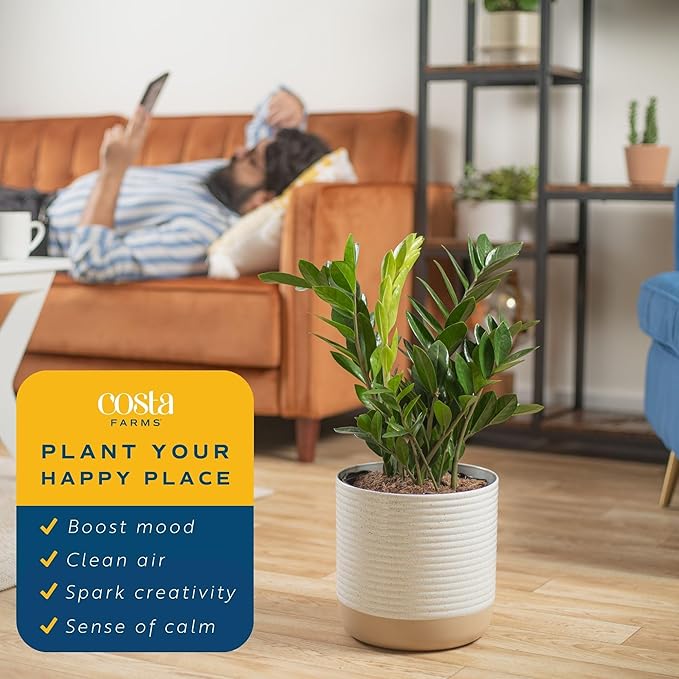 Costa Farms ZZ Plant, Live Indoor Houseplant in Modern Decor Planter, Natural Air Purifier in Potting Soil, Gift for Plant Lovers, Birthday Gift, Tabletop Living Room Decor, Desk Decor, 22-Inches Tall