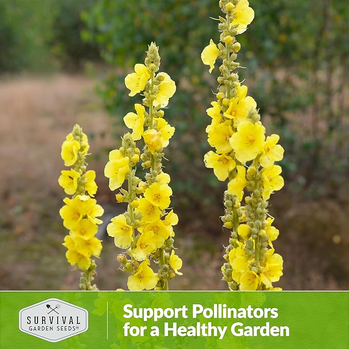 Mullein Seed for Planting - 2 Packets with Instructions to Plant and Grow Medicinal Herb Common Mullein in Your Home Vegetable Garden - Non-GMO Heirloom Variety - Survival Garden Seeds