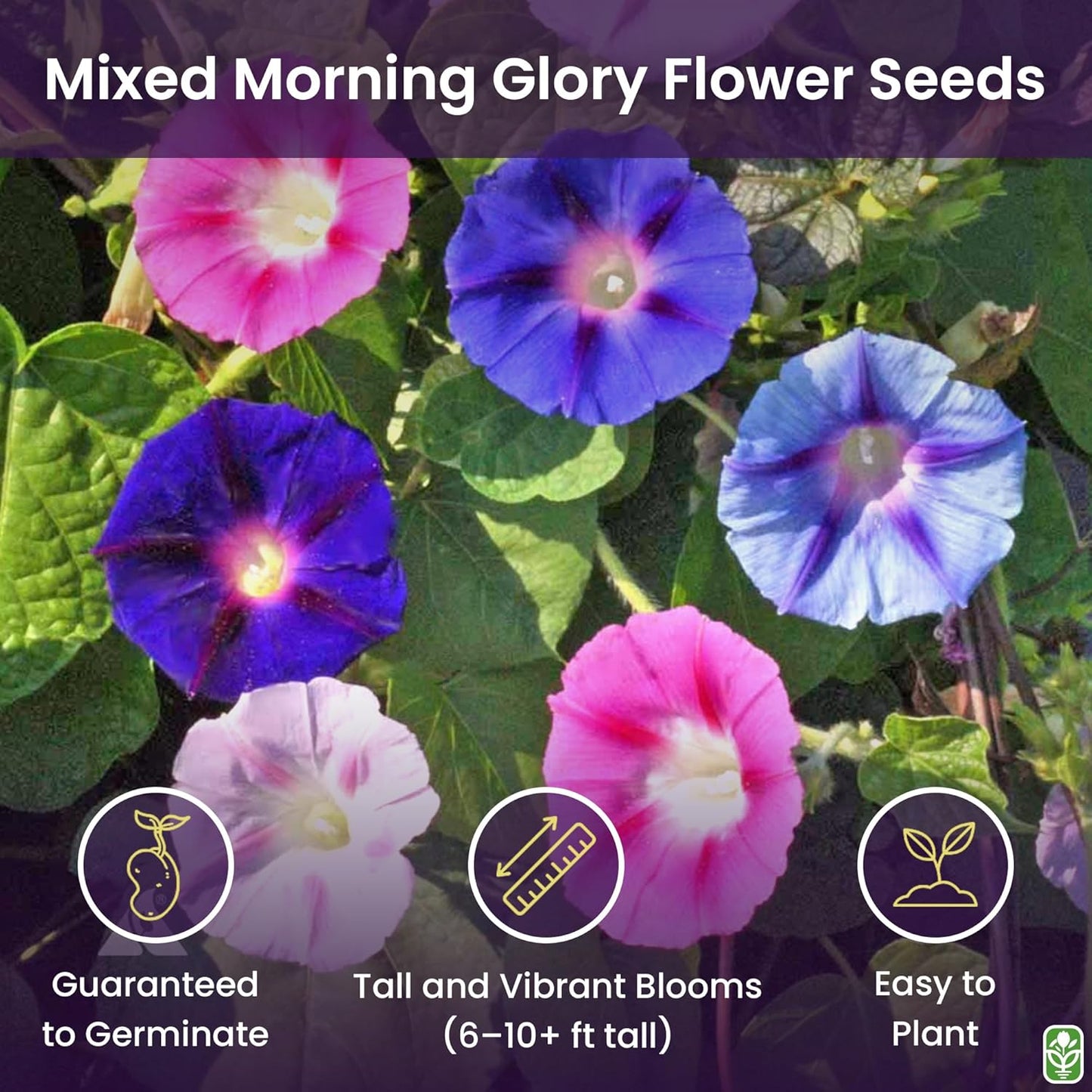 Mixed Morning Glory Seeds for Planting – 200 Fresh Seeds – Blue, Purple, White, and Rose Climbing Vine Flowers – Attracts Butterflies & Hummingbirds – Fast-Growing Vine – Grown in The USA