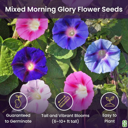 Mixed Morning Glory Seeds for Planting – 200 Fresh Seeds – Blue, Purple, White, and Rose Climbing Vine Flowers – Attracts Butterflies & Hummingbirds – Fast-Growing Vine – Grown in The USA