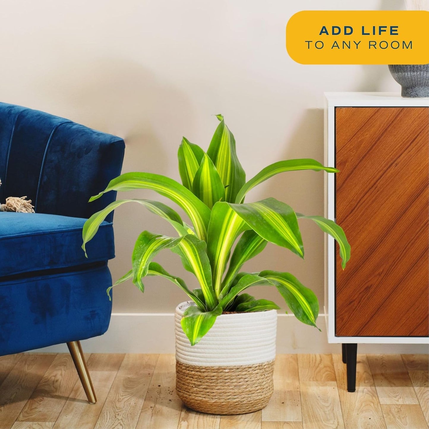 Costa Farms Dracaena Golden Heart Live Indoor Plant, Easy to Grow Houseplant in Modern Plant Pot, Potting Soil, Living Room, Home and Office Decor, Housewarming Gift, 2-3 Feet Tall
