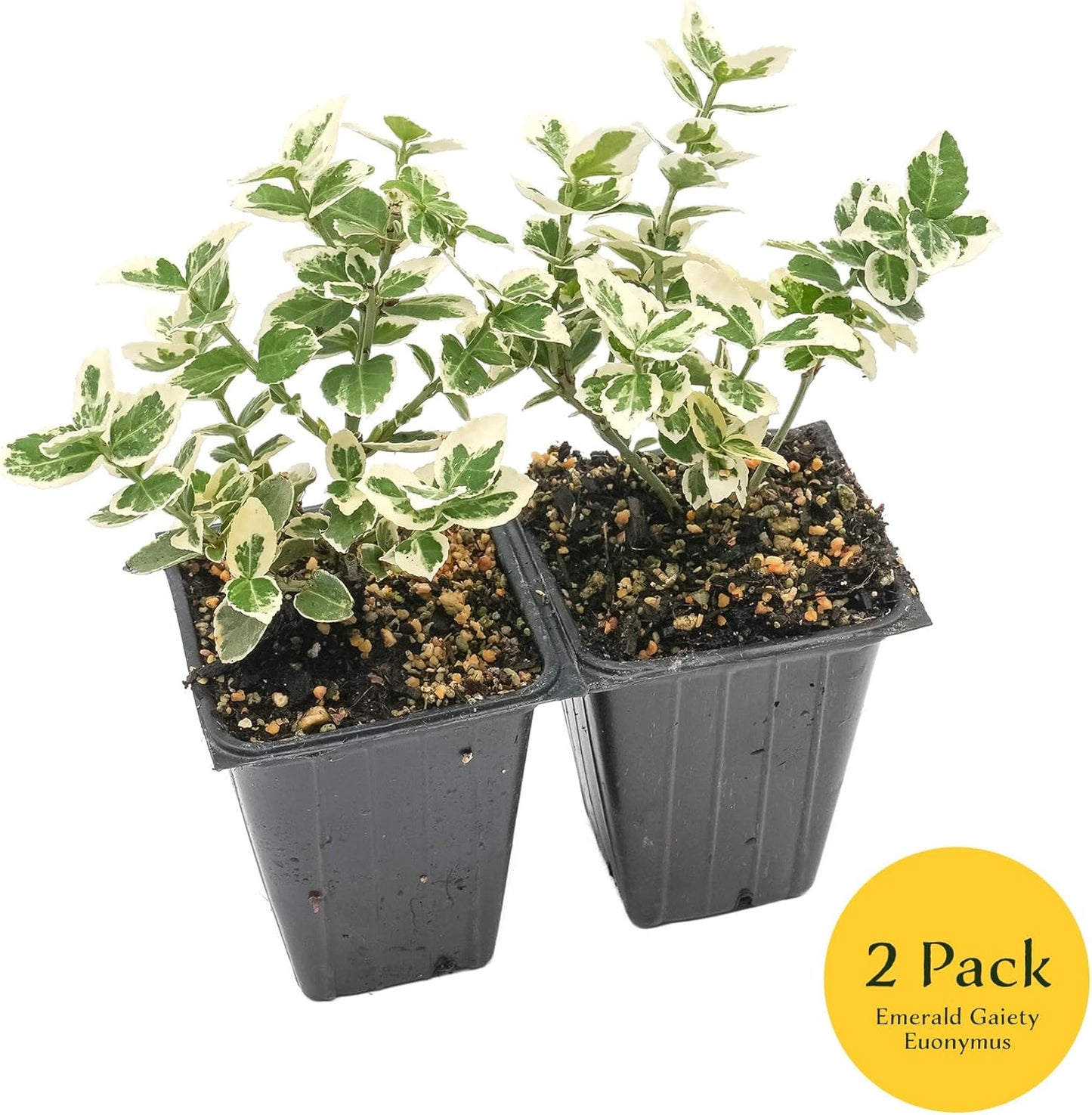 2 Emerald Gaiety Euonymus in 3.5" Nursery Cubes | Euonymus fortunei ‘Emerald Gaiety’ | Live Plants | Variegated Evergreen Shrub for Borders, Groundcover & Containers