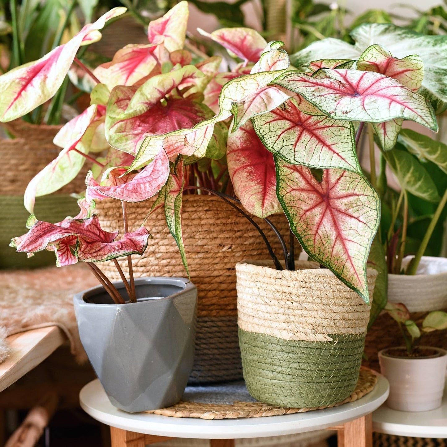 Gardenera Caladium Plant Potting Soil - All-Natural Blend for Thriving Caladium Plants - Boosts Root Health and Foliage - 10 Quart