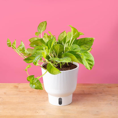 Costa Farms Global Green Pothos Live Plant, Rare Unique Indoor House Plant in 6-Inch Self-Watering Houseplant Pot, Potting Soil, Trending Tropicals Collection, Room and Home Decor