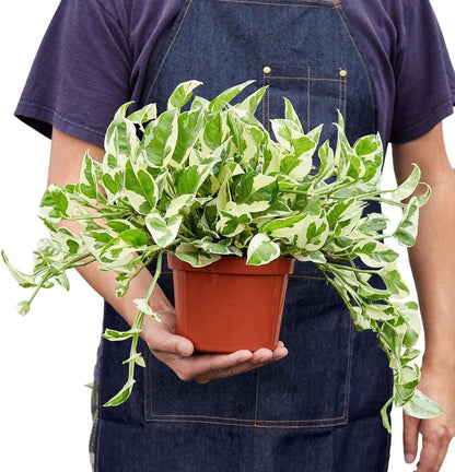 Pothos 'N'joy' Live Plant for Indoor | Different Houseplants in 4'' & 6'' Pot | Real House Plant for Living Room, Office, Desk & Bathroom | Epipremnum Aureum