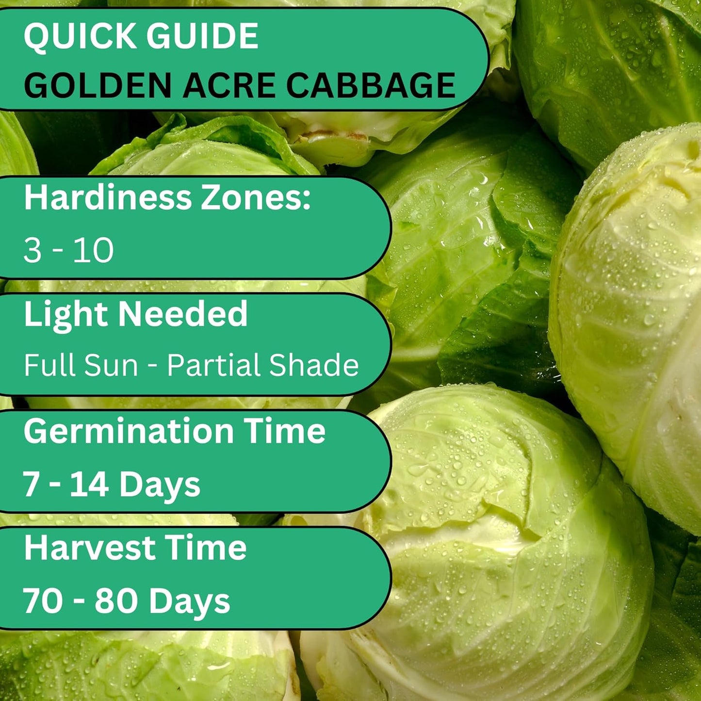 Woods Creek Seeds: Golden Acre Cabbage Seeds for Planting - Over 700 Heirloom Non-GMO Green Cabbage Seeds - Beginner-Friendly Vegetable Seed for Home, Indoor or Outdoor Gardeners