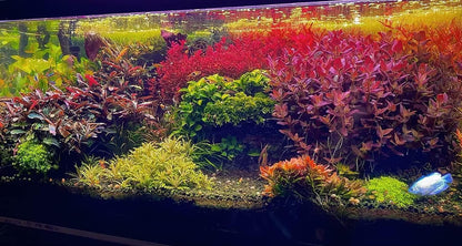 Ultum Nature Systems Downoi Pogostemon Helferi Tissue Culture Live Plant for Aquarium, Aquascape, Freshwater Fish Tanks - 100% Snail Free in Vitro
