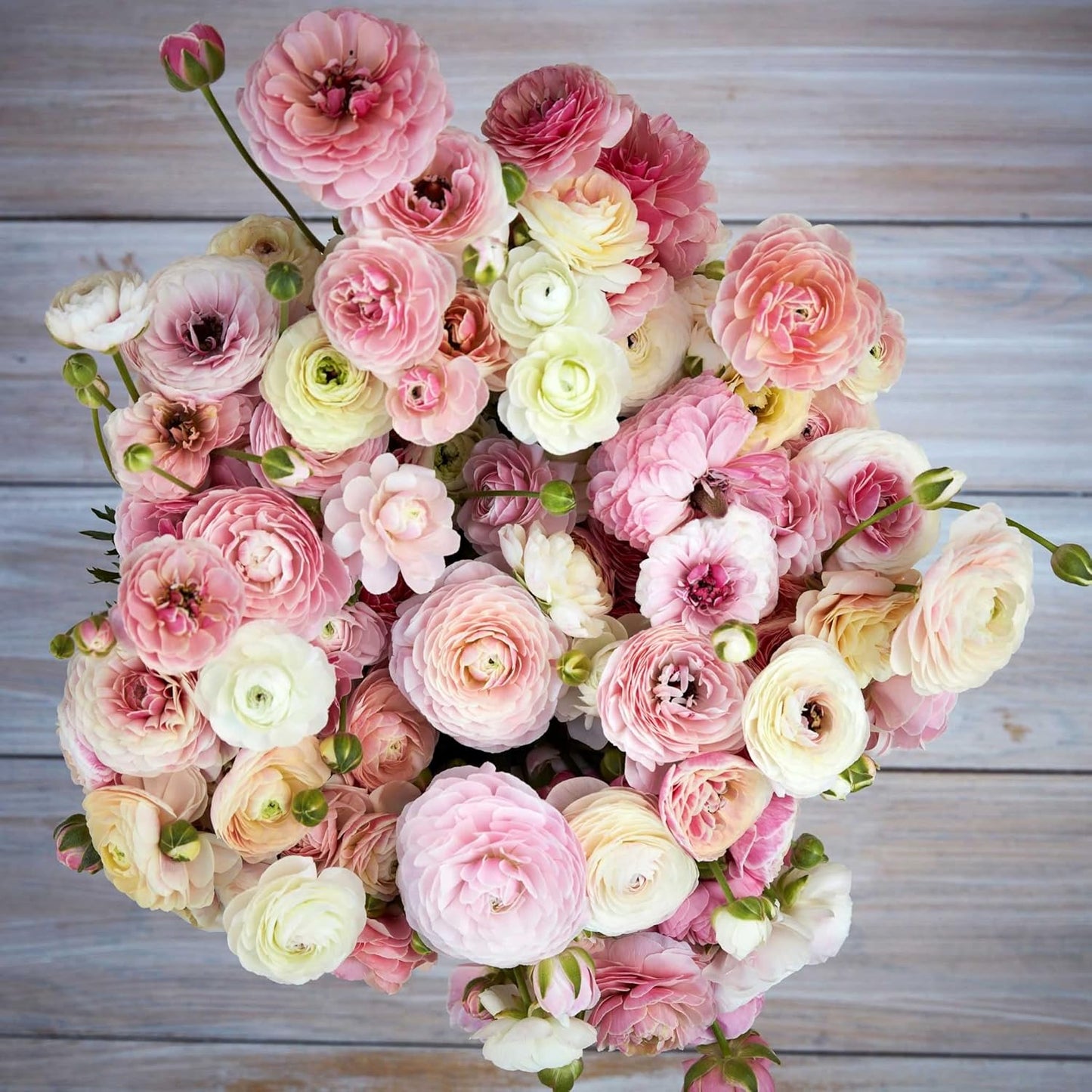 Ranunculus Bulbs - Porcelaine - 100 Bulbs - Pink Flower Bulbs, Corm Attracts Bees, Attracts Pollinators, Easy to Maintain & Grow, Fragrant, Container Garden