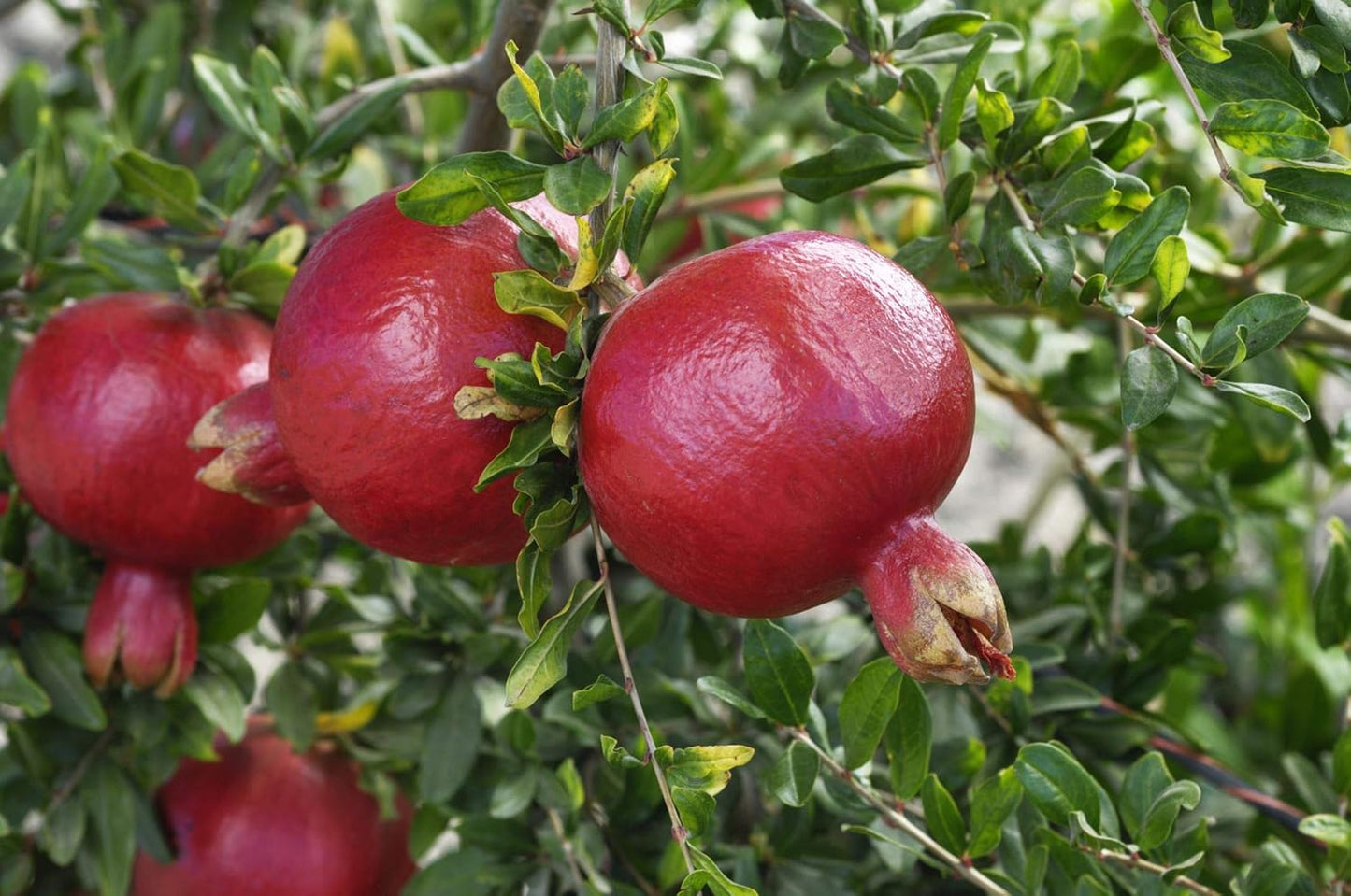 Patio Fruit Plant Variety Pack - 4 Live Starter Plants - One Each of Fig Tree, Blueberry, Pineapple, and Pomegranate - Grower's Choice Starter Plants for Your Edible Garden