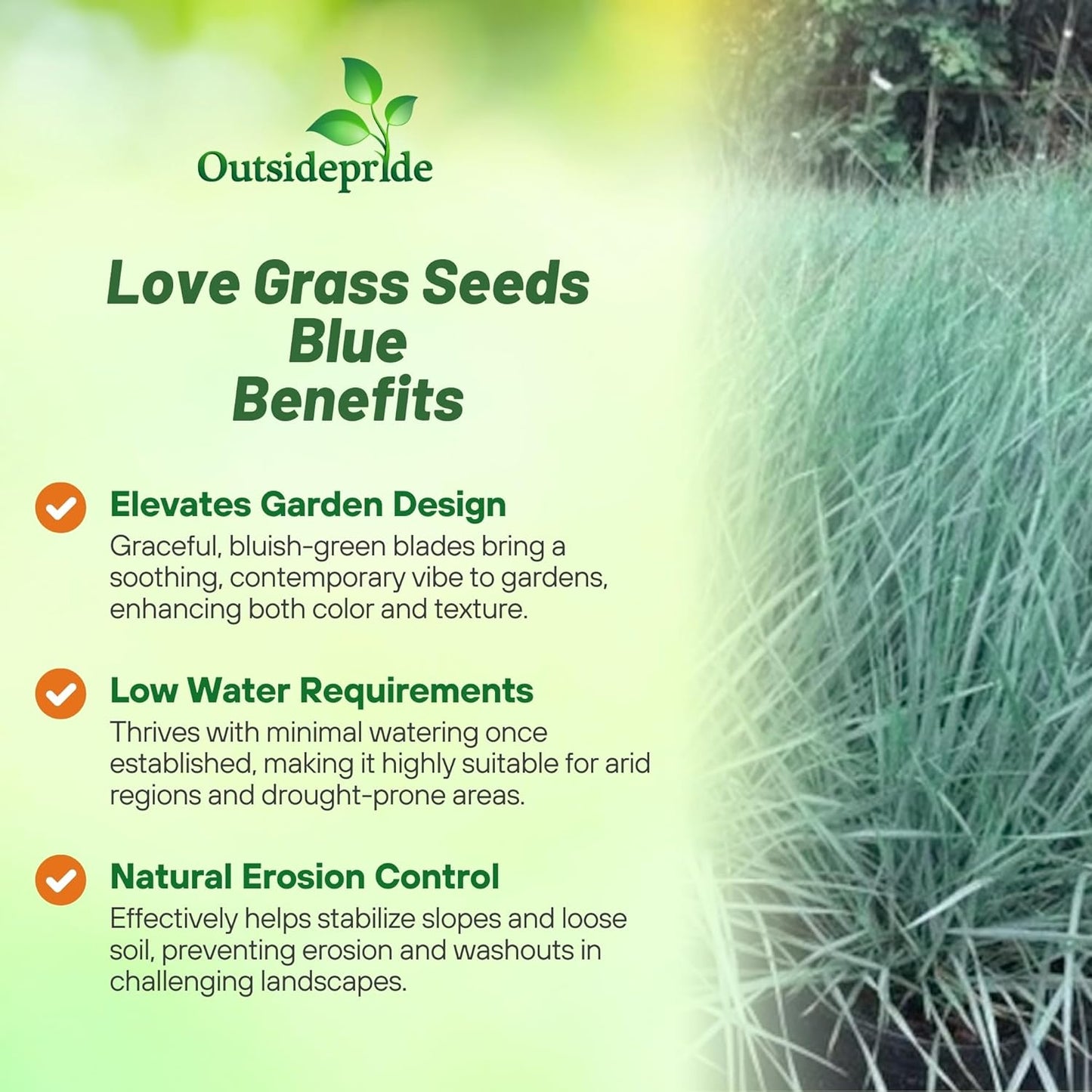 Outsidepride 1000 Seeds Perennial Eragrostis Elliotii Blue Eros Ornamental Love Grass Seed for Planting