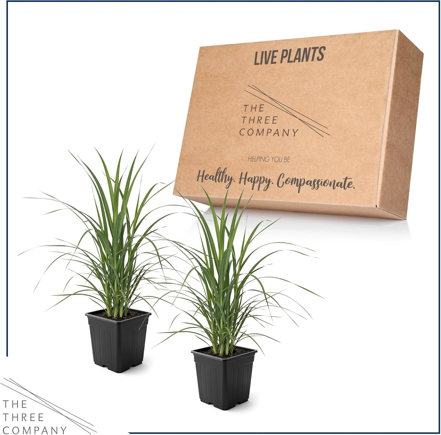 Ornamental Pink Grass (2 Plants Per Pack) - Live Decorative Plant - 12" Tall by 6" Wide in 1.5 Qt Pot