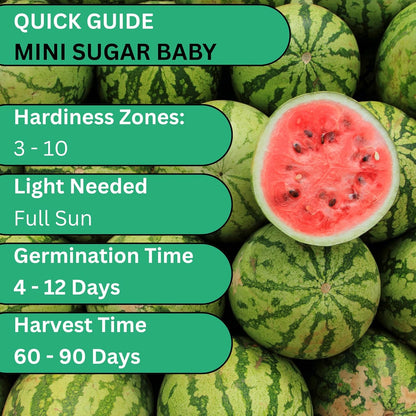 Woods Creek Seeds: Sugar Baby Watermelon Seeds for Planting - Over 90 Heirloom Watermelon Seed Pack - Non-GMO Fruit Seeds for Planting Home Garden or Outdoors - Mini Watermelon Seeds for Gardeners