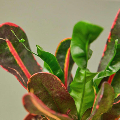 Croton Mammy Live Plant for Indoor | Different Houseplants in 3'' Pot | Real House Plant for Living Room, Office, Desk & Bathroom | Codiaeum | Mammy