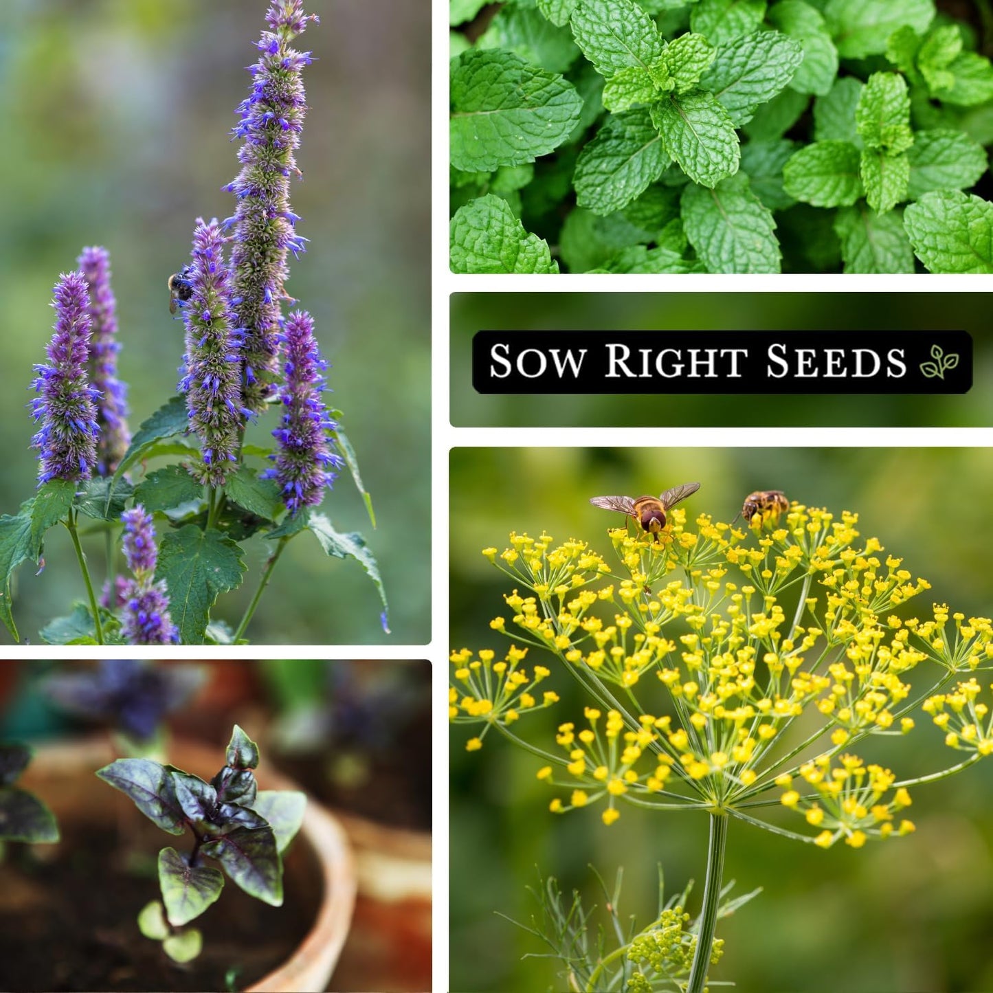 Sow Right Seeds - 15 Herb Garden Seed Collection for Planting - Essential Herbs for Cooking - Non-GMO Heirloom Packet Instructions to Grow Kitchen Garden Indoors or Outdoors - Great for Hydroponics