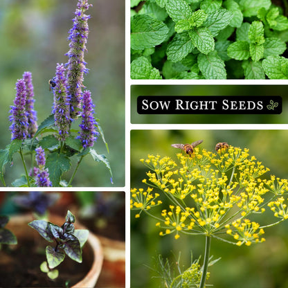 Sow Right Seeds - 15 Herb Garden Seed Collection for Planting - Essential Herbs for Cooking - Non-GMO Heirloom Packet Instructions to Grow Kitchen Garden Indoors or Outdoors - Great for Hydroponics