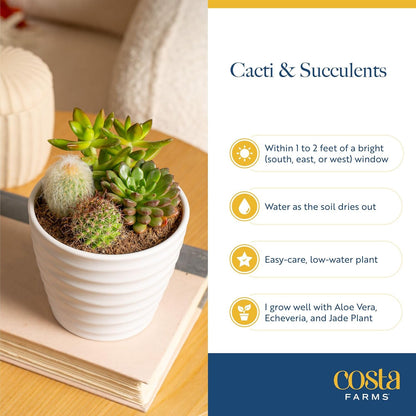 Costa Farms Mini Succulents (3-Pack), Assorted Live Indoor Succulent Plants in Cute Decor Planters, Grower's Choice Easy Care Houseplants, Tabletop, Office, Desk, or Room Decor, 2-Inches Tall, ceramic