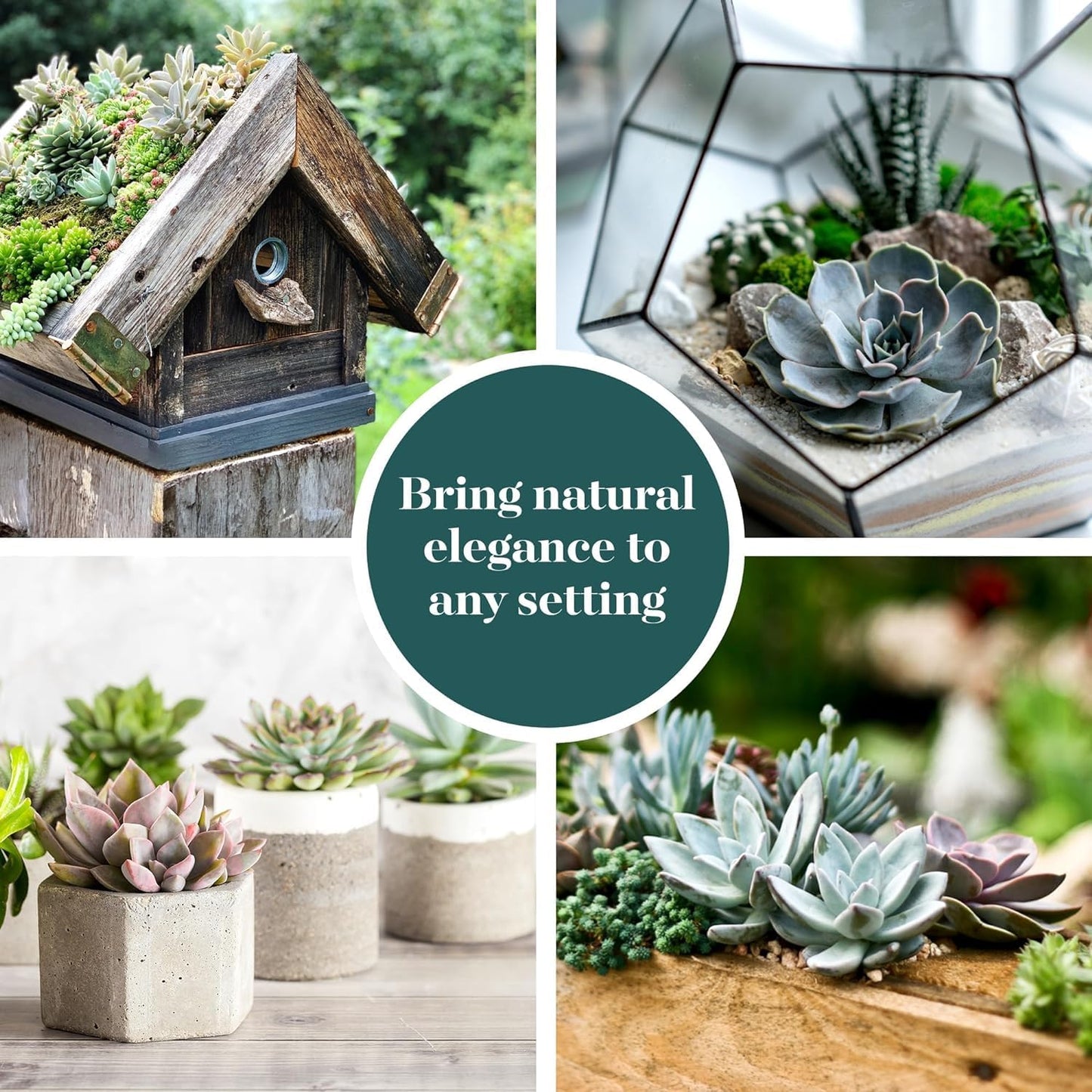 Shop Succulents Rosette Succulent Plant Pack Collection - Live Mini Succulent Plants, Low Maintenance, Floral Shaped Mix of Colors & Textures - Wedding and Party Favors, Gift & Garden, Pack of 64