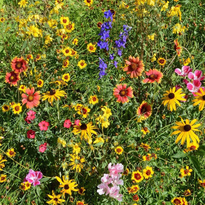 Outsidepride Mountain Wild Flower Seed Mix - 1/4 lb Premium Blend of Annual & Perennial Wildflower Seeds for High-Elevation, USDA Zones 3-8, Ideal for Mountain Gardens, Low-Maintenance & Easy to Grow