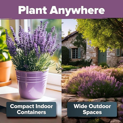 HOME GROWN 𝗨𝗦𝗔 𝗣𝗥𝗘𝗠𝗜𝗨𝗠 English Lavender Seeds 1,500+ 𝗡𝗢𝗡-𝗚𝗠𝗢 Wildflower Seed for Planting Indoor/Outdoor, High Germination, Plant Flower Seeds (Lavandula antustifolia)