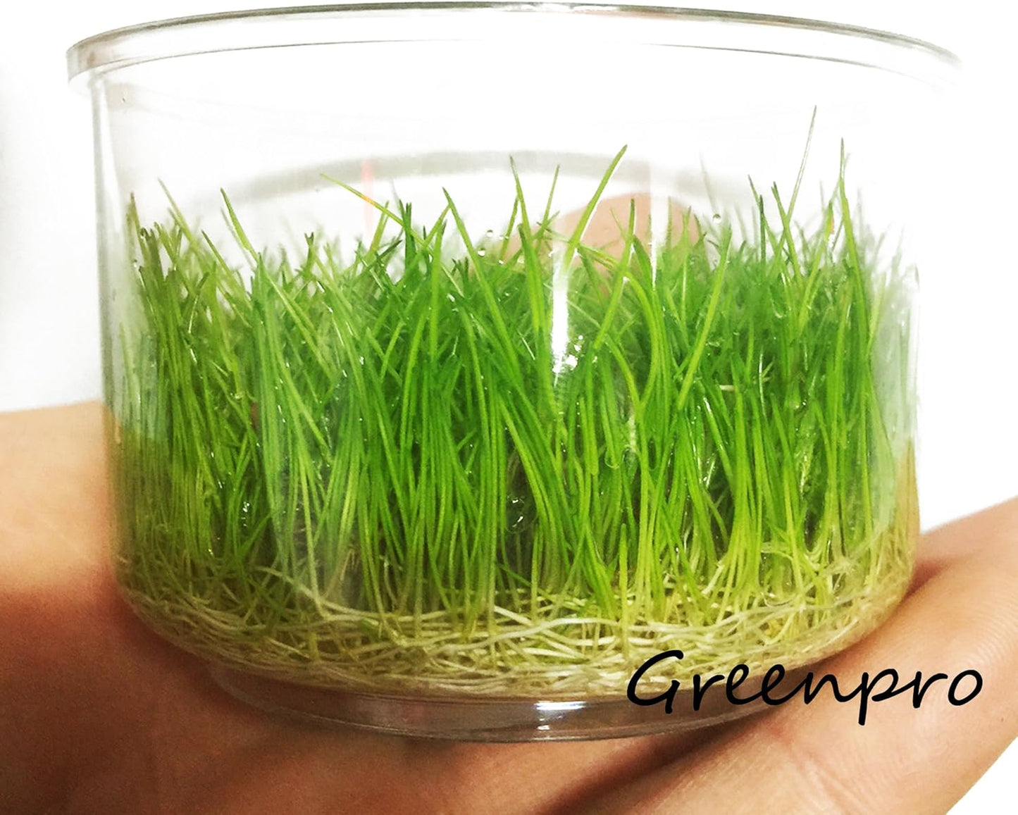 Greenpro Dwarf Hairgrass Live Aquarium Plants Tissue Culture Cup Freshwater Fish Tank Decorations