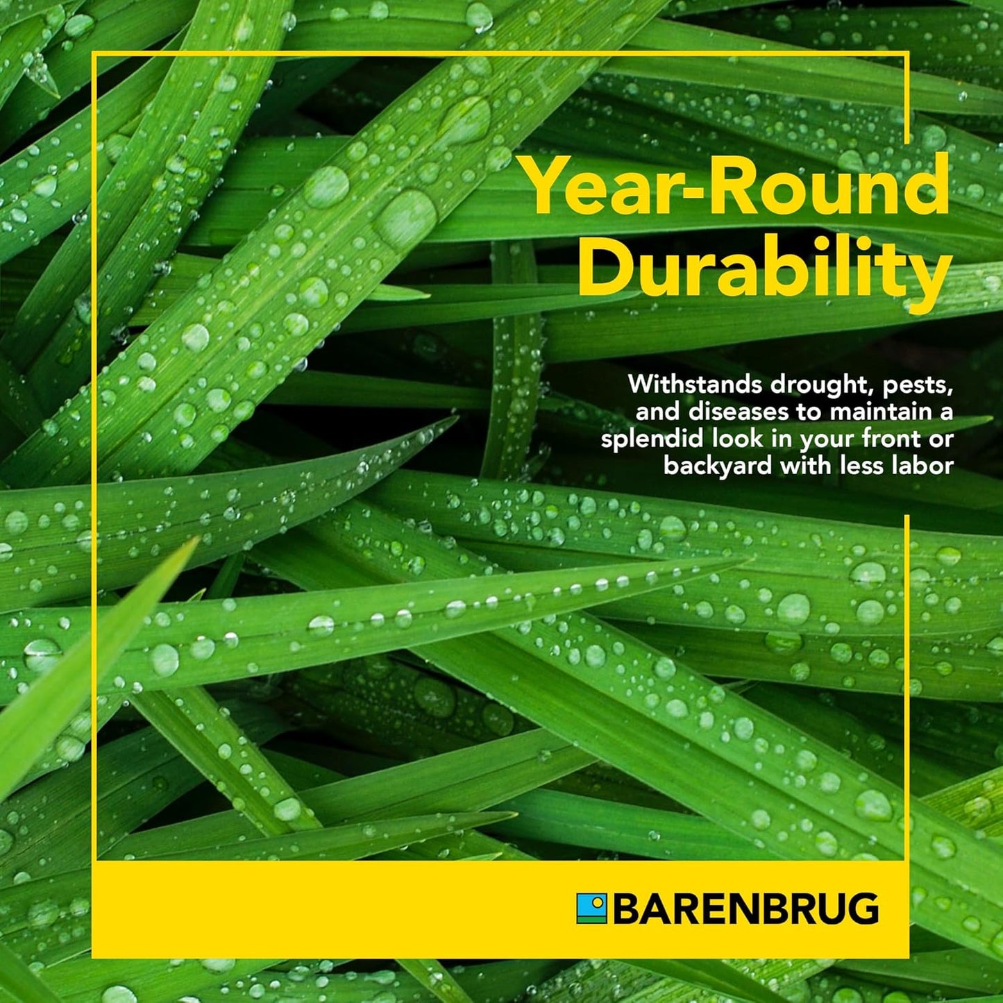 Barenbrug Winter Wonderlawn Grass Seed for Southern Lawns, Fast-Acting Durable Grass Seed Mix for All Weather Conditions, 25-lb. Bag