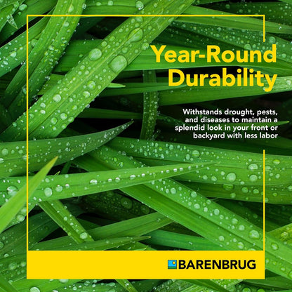 Barenbrug Winter Wonderlawn Grass Seed for Southern Lawns, Fast-Acting Durable Grass Seed Mix for All Weather Conditions, 25-lb. Bag