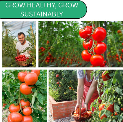 Woods Creek Seeds: Roma VF Tomato Seeds for Planting - Over 350 Heirloom Tomato Seeds for Planting Outdoors, Indoors, Patio or Home Plant Garden - Non-GMO Seed Pack of Tomatoes
