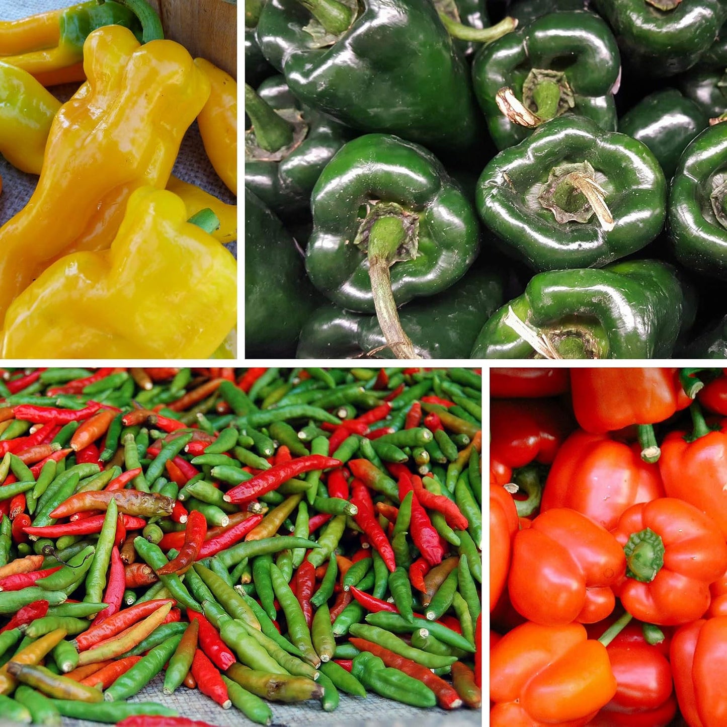 8-Pack Non-GMO Heirloom Sweet Pepper Seeds & Hot Pepper Seeds - Anaheim Pepper Seeds, Habanero Seeds, Banana Pepper Seeds, Bell Pepper Seeds, Jalapeno Seeds, Cayenne Pepper Seeds, Green Pepper Seeds