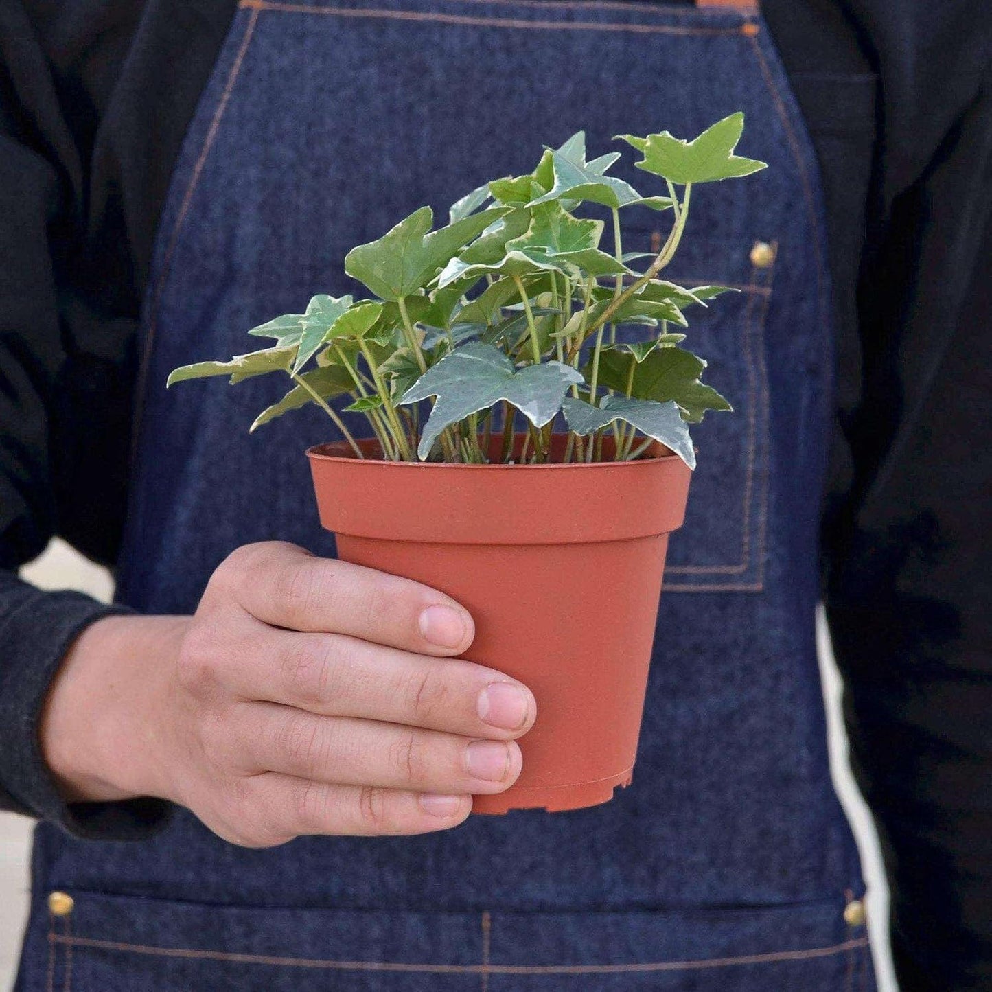 English Ivy Glacier Live Plant for Indoor | Different Houseplants in 3'' Pot | Real House Plant for Living Room, Office, Desk & Bathroom | English Ivy | Common Ivy