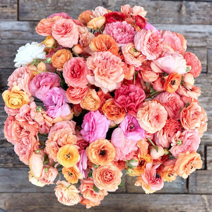 Eden Brothers Ranunculus Bulbs - Champagne