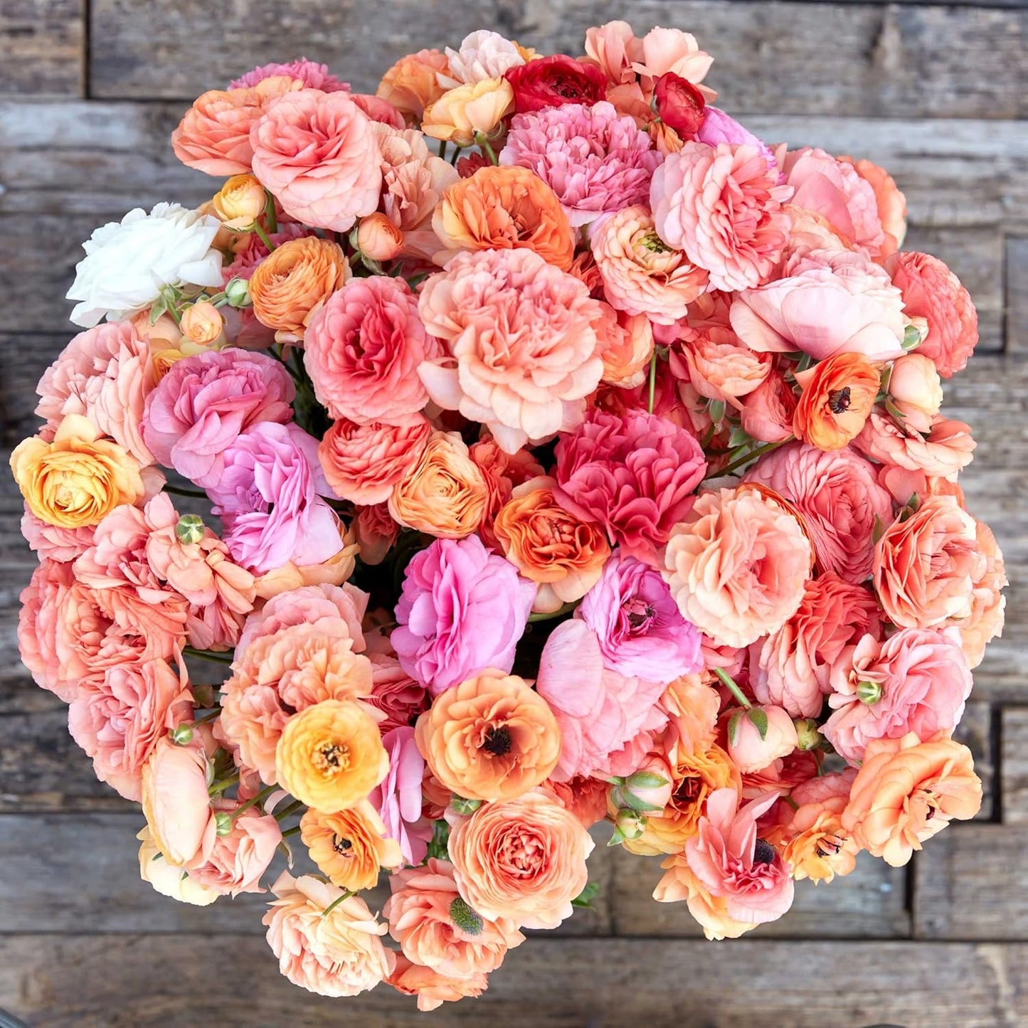 Eden Brothers Ranunculus Bulbs - Champagne