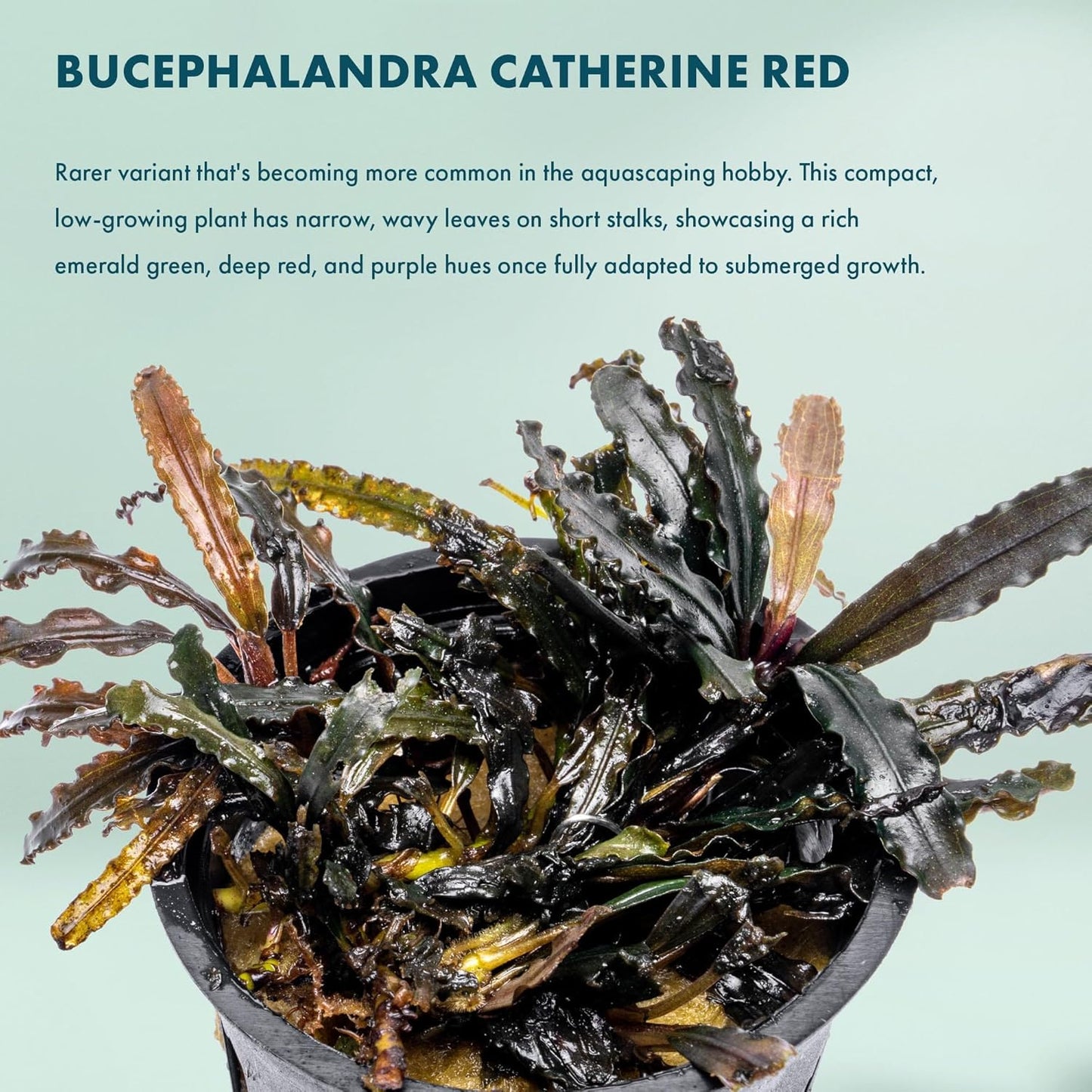 SubstrateSource Live Plants - Bucephalandra Catherine Red - Low Light, Dark Green to Red Accent for Foreground to Midground Freshwater Aquarium Aquascaping - Pot