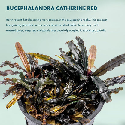 SubstrateSource Live Plants - Bucephalandra Catherine Red - Low Light, Dark Green to Red Accent for Foreground to Midground Freshwater Aquarium Aquascaping - Pot