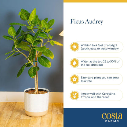 Costa Farms Ficus Audrey Tree Live Plants in Decorative Pot, Large Indoor Houseplant, Perfect for Home, Room, or Office Decor, Great House Warming or Birthday Gift, 3-4 Feet Tall, Pack of 2