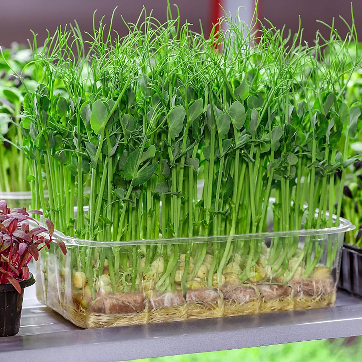 Halatool 5Pads Jute Grow Mat,Natural Hemp Mats for Growing Microgreens,10" X 10" Hydroponic Grow Pads for 1010 Micro Greens Growing Trays,Indoor Sprouting kit for Wheatgrass Sprouts