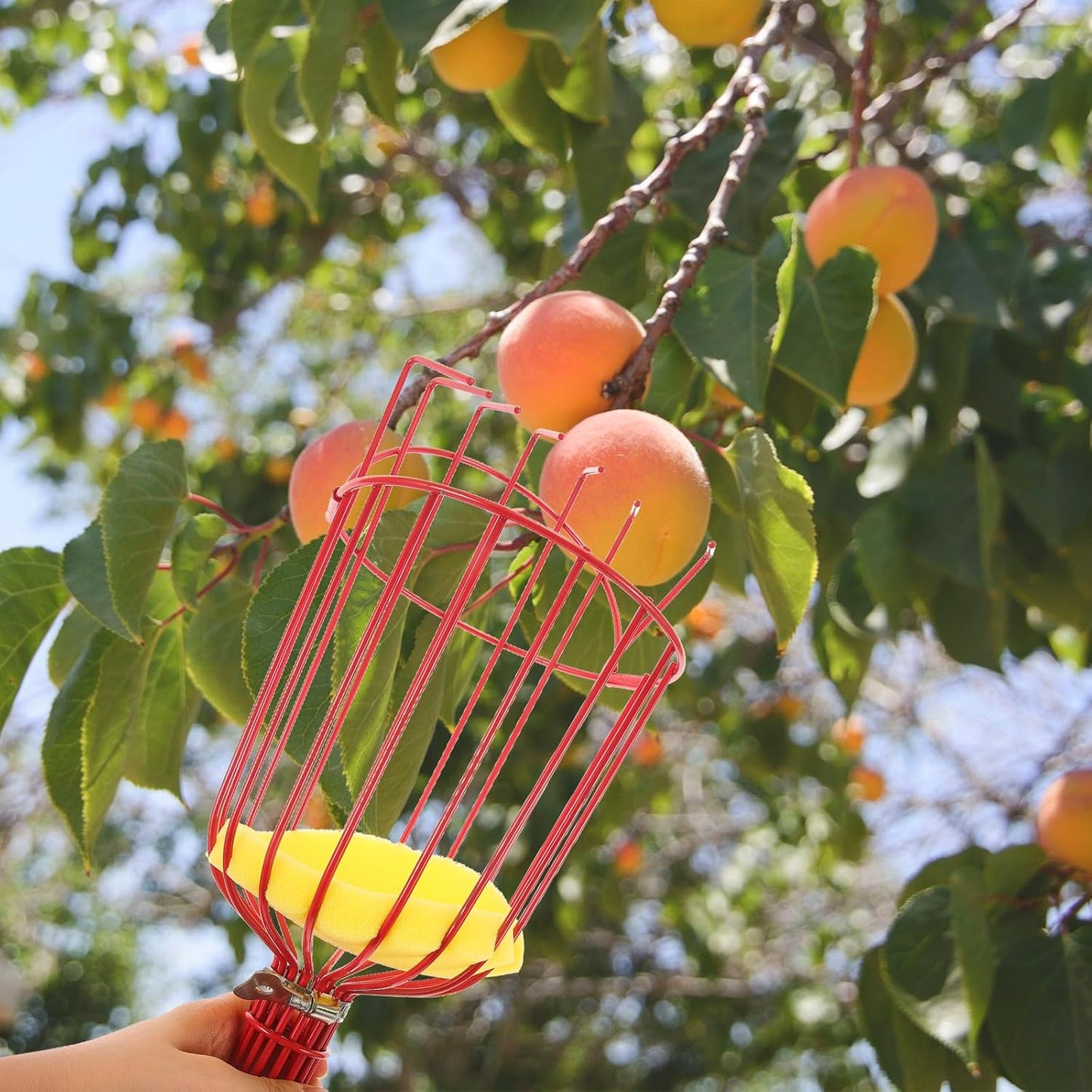 Kisangel 1pc Tool Pecan Picker Mango Picker Pole Adjustable Fruit Picker Avocado Tool Fruit Collector Tool Fruit Harvester Fruit Picker Tool Fruit- Device Rod Persimmon