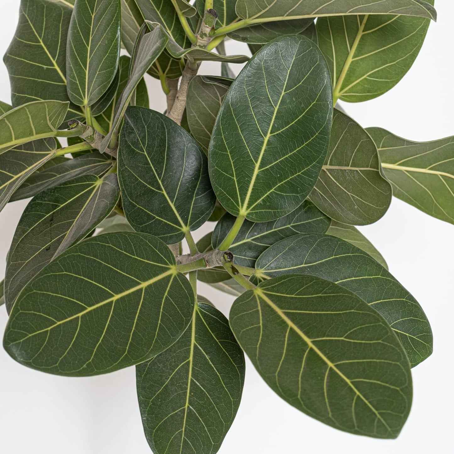 United Nursery Ficus Audrey – Standard Indoor Tree in 10” Grower Pot – 32–38 Inches Tall – Upright Green Ficus with Velvety Leaves – Low-Maintenance, Air-Purifying Plant for Home or Office