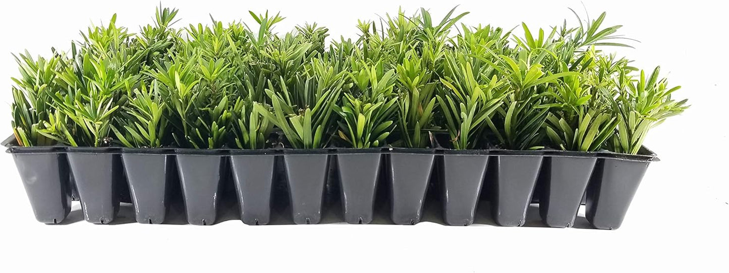 Dwarf Podocarpus Macrophyllus Pringles - 30 Live Plants - Dense Evergreen Low Hedge or Bonsai