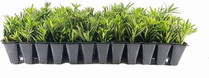 Dwarf Podocarpus Macrophyllus Pringles - 3 Live Plants - Dense Evergreen Low Hedge or Bonsai