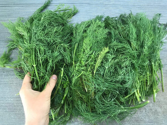 Seeds Dill Mamonth - Heirloom Vegetable - GMO Free