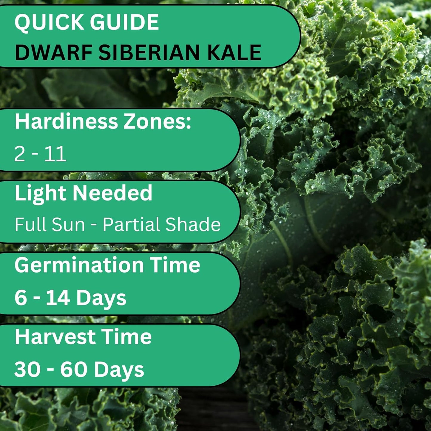 Woods Creek Seeds: Dwarf Siberian Kale Seeds for Planting - Over 480 Heirloom Non-GMO Kale Seeds for Planting Outdoors, Indoors or for Hydroponic Gardening - Ideal for Vegetable Gardening at Home