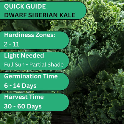 Woods Creek Seeds: Dwarf Siberian Kale Seeds for Planting - Over 480 Heirloom Non-GMO Kale Seeds for Planting Outdoors, Indoors or for Hydroponic Gardening - Ideal for Vegetable Gardening at Home